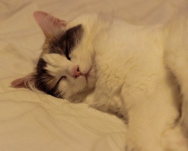 Fluffy Dreams photo