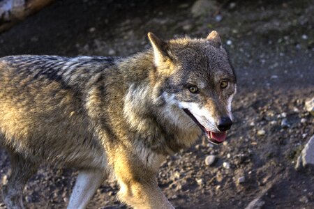 Canis lupus eyes view