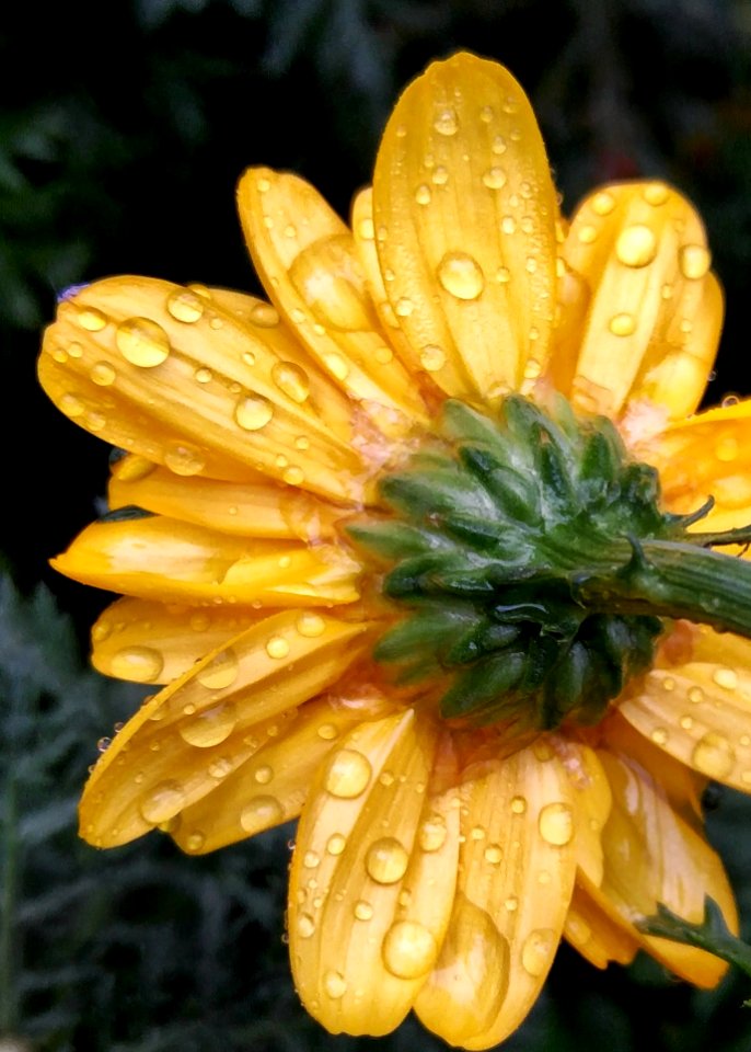 Rain drops