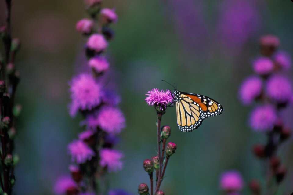 Blossom bloom insect photo