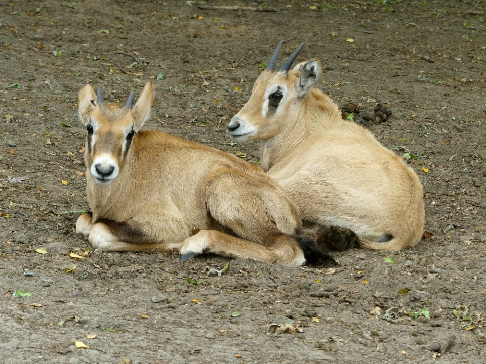 Twee jongen in Beekse Bergen