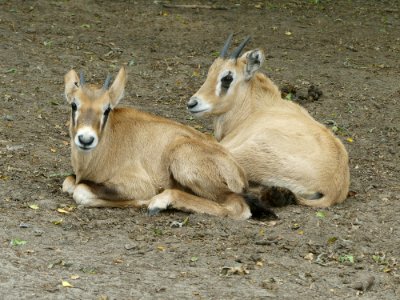 Twee jongen in Beekse Bergen photo