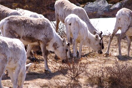 Mammal norway freedom