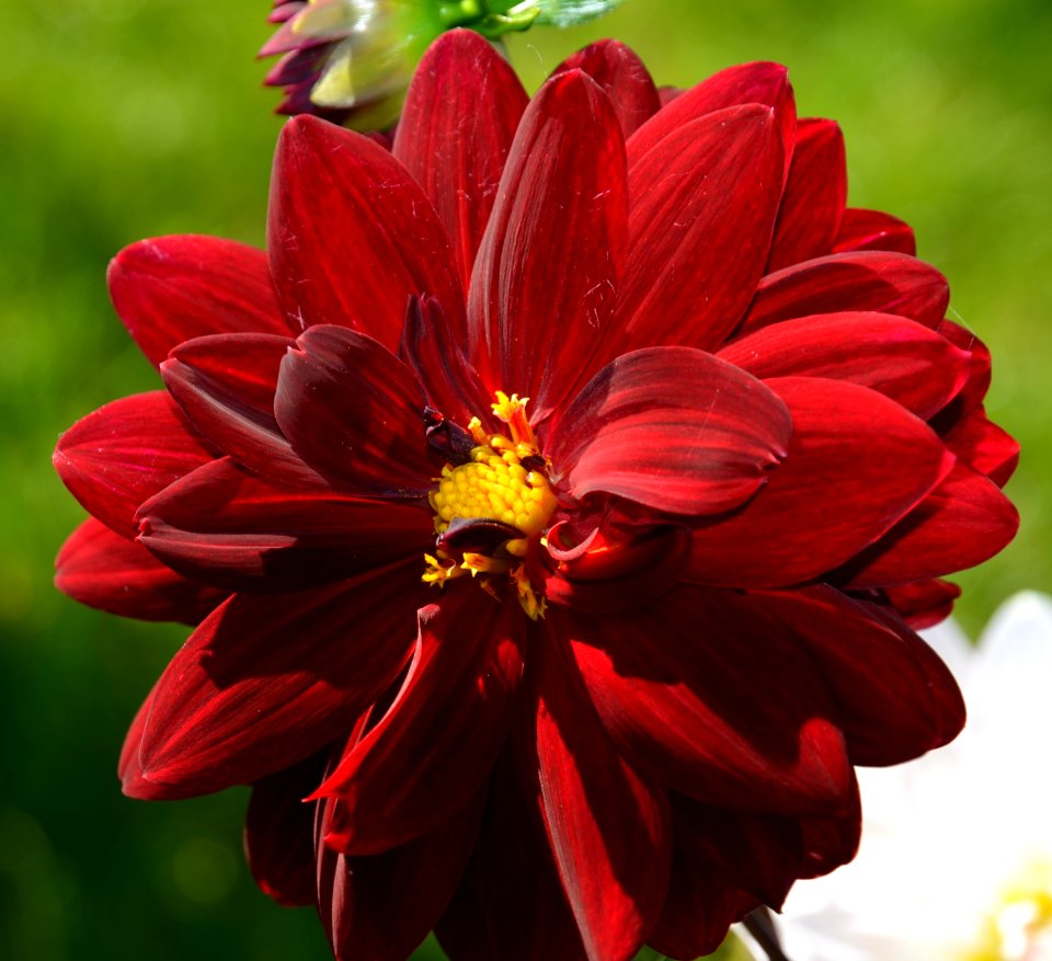 Dalia, georginia (Dahlia Cav.)