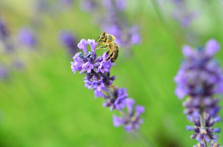Insect true lavender purple photo