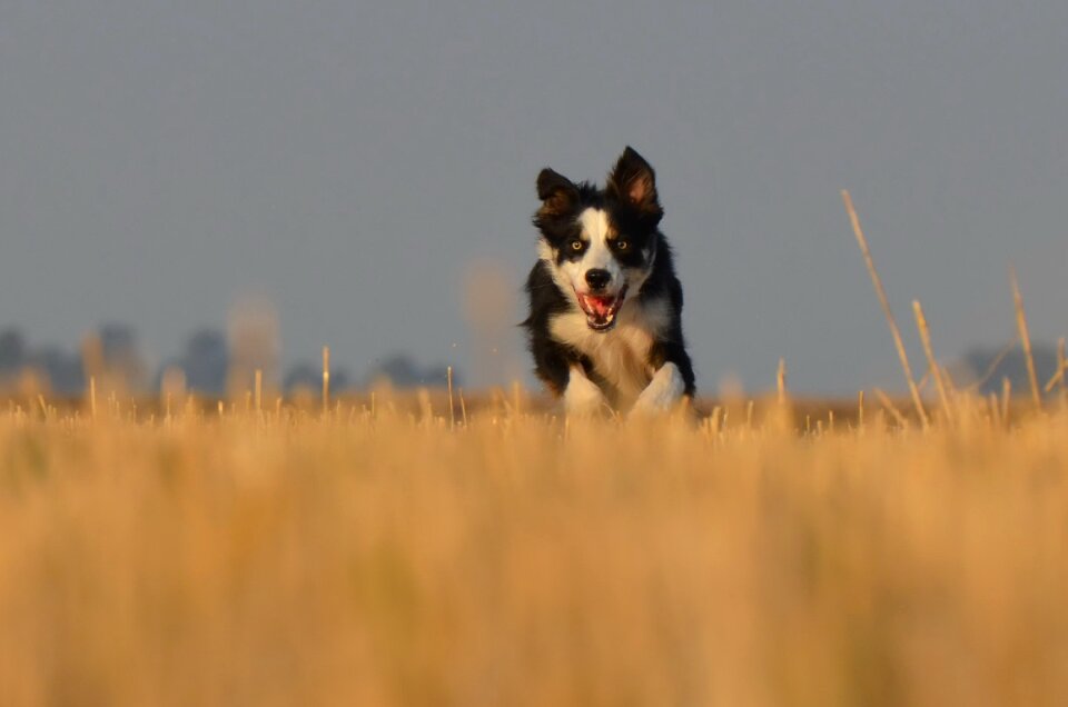 Running dog field summer
