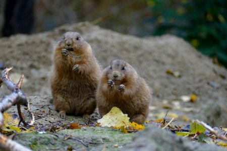 prairi hondjes in Artis