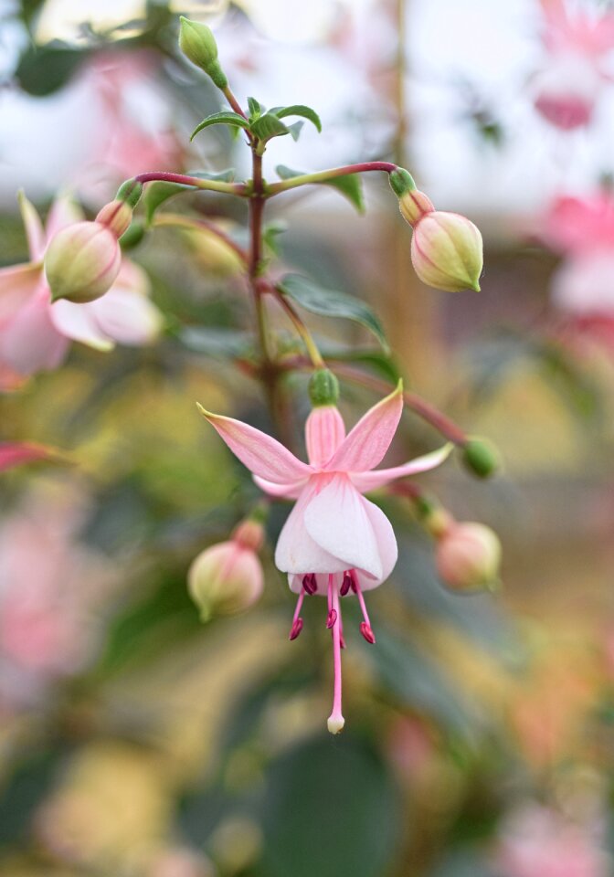 Plant bell spring
