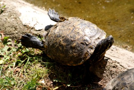 Turtle