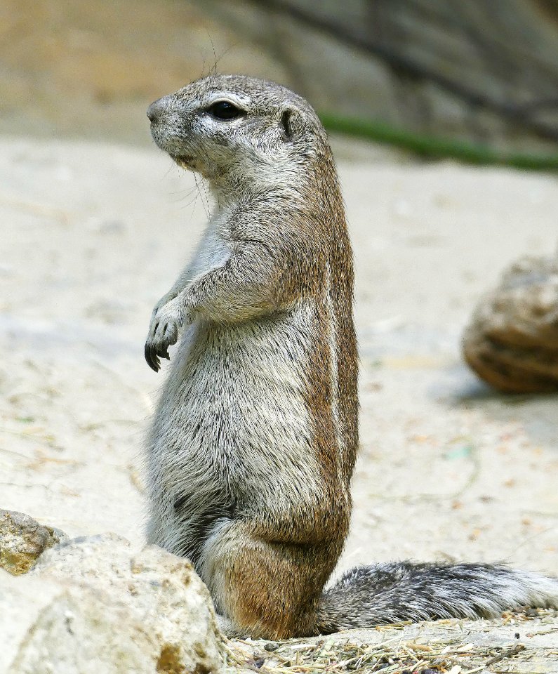 eekhoorn frankfurt zoo