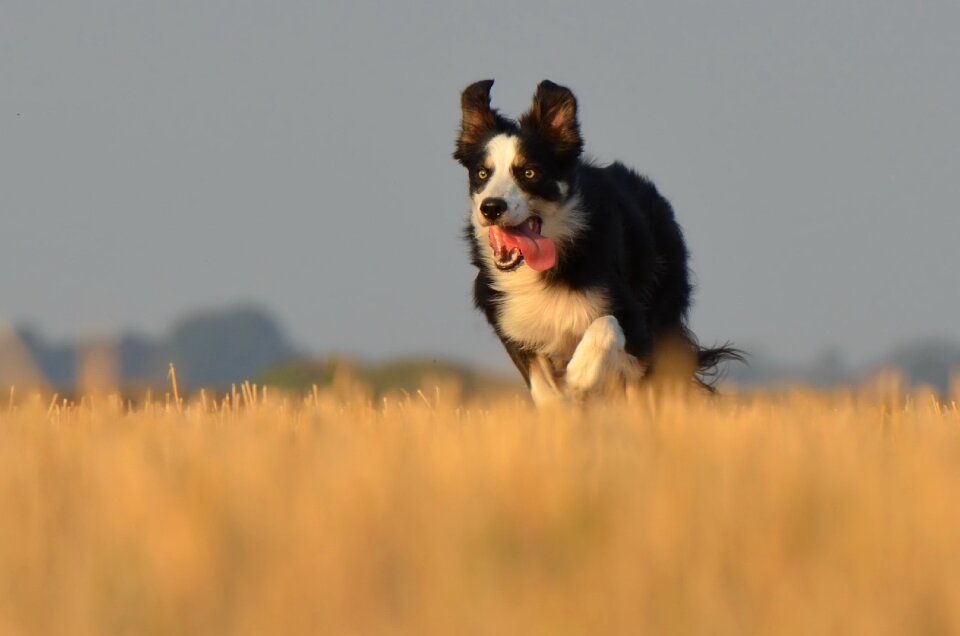Running dog field summer