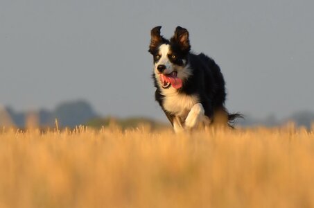 Running dog field summer photo