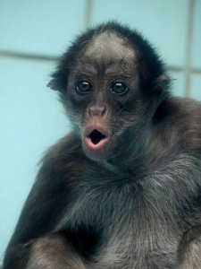 slingeraap Frankfurt Zoo
