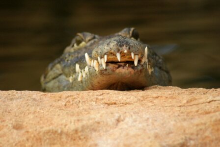 Animal reptile predator