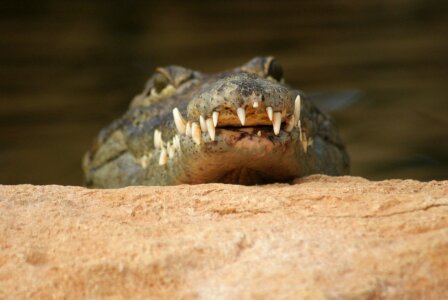 Animal reptile predator photo