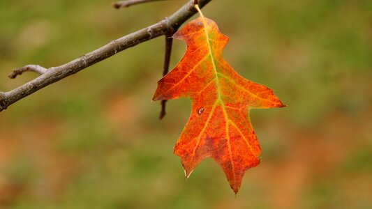 The red color autumn leaves color
