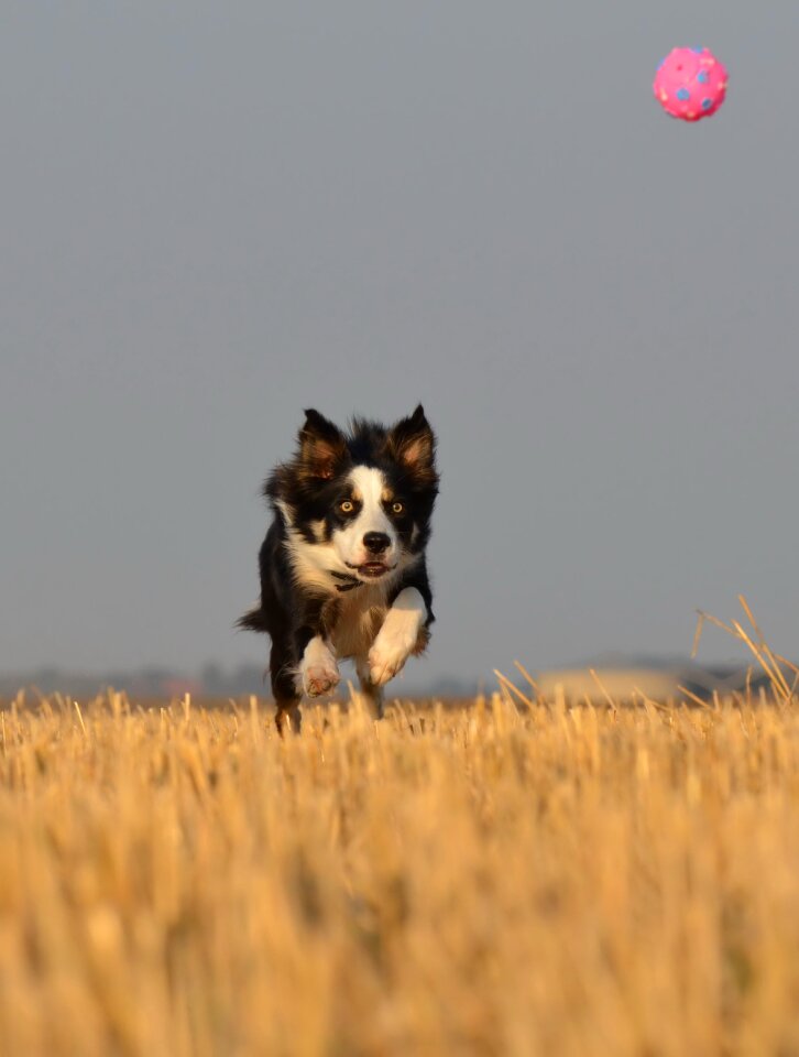 Summer ball junkie british sheepdog photo