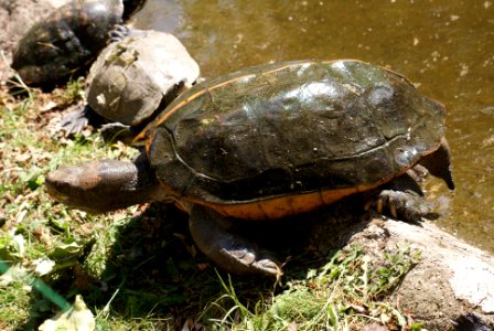 Turtle