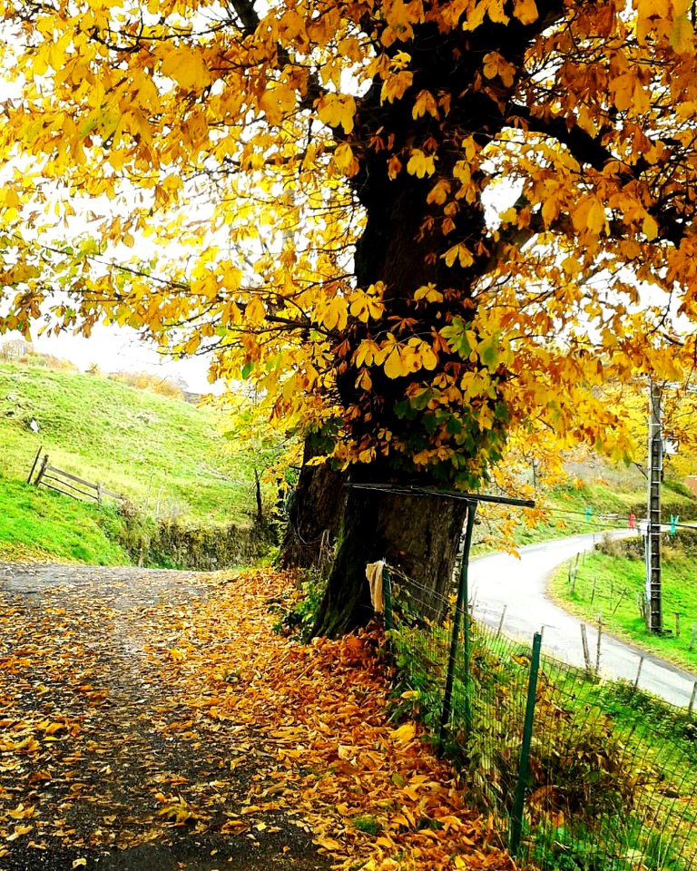 Splendeurs d'automne