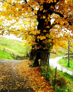 Splendeurs d'automne