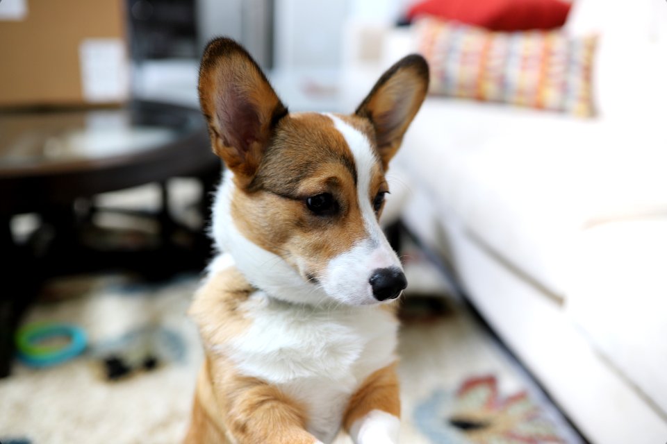 Treat + Training Time