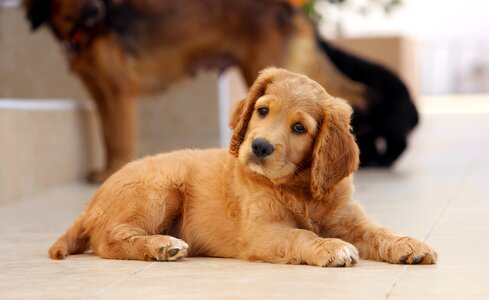 Puppy sitting cute