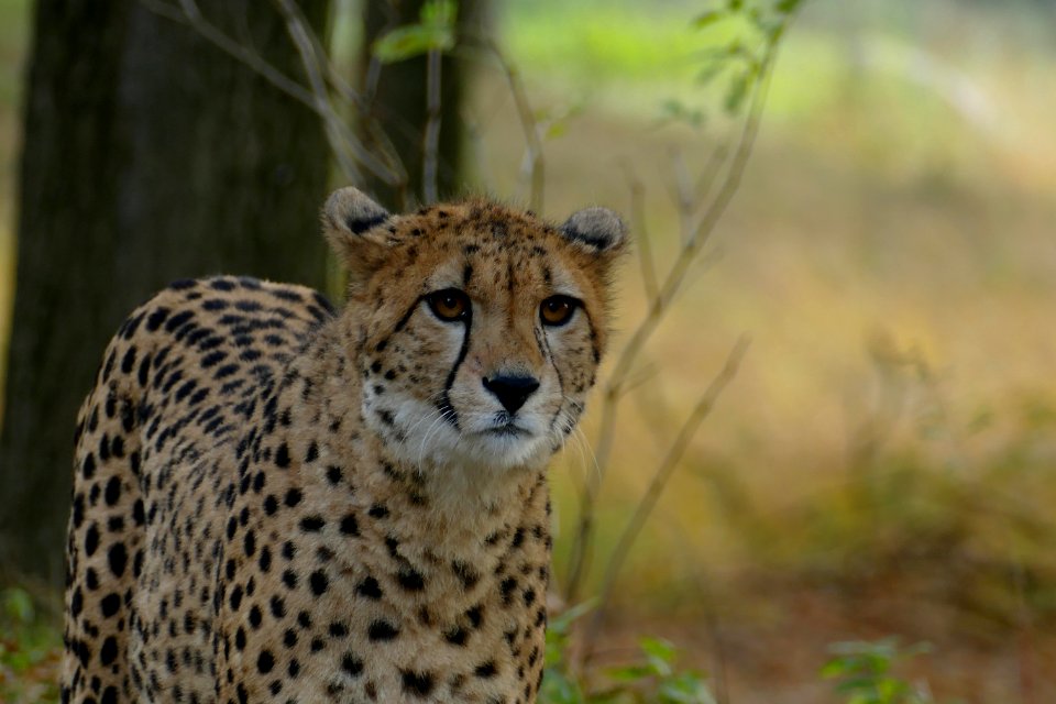 Chetha ook in Beekse bergen