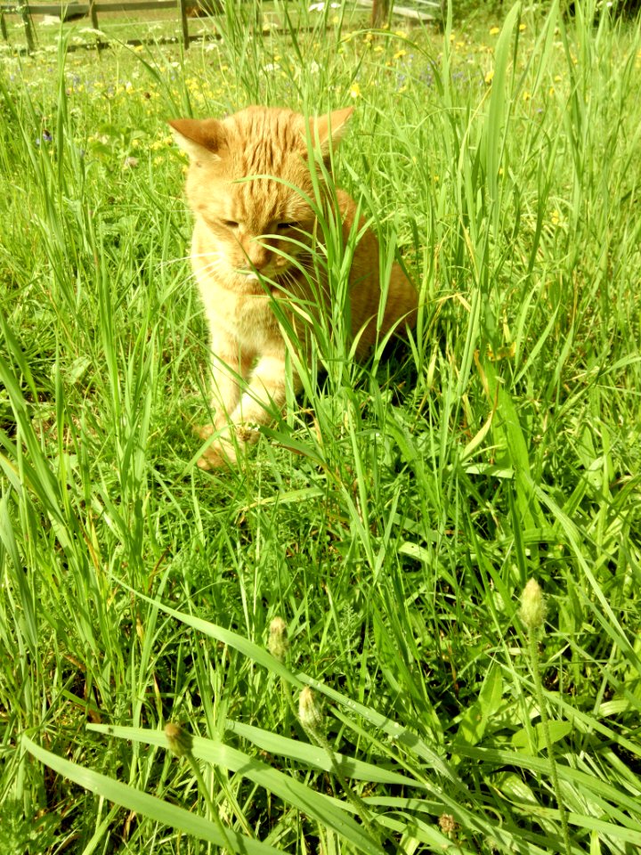 Katze im Gras