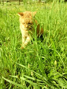 Katze im Gras photo