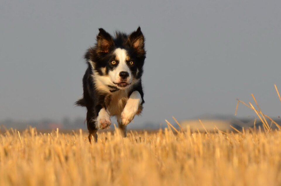 Running dog field summer
