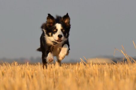 Running dog field summer photo