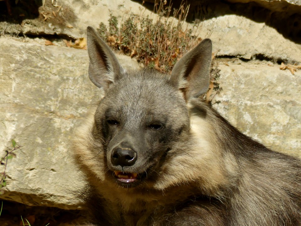 Bruine hyena Opel-Zoo
