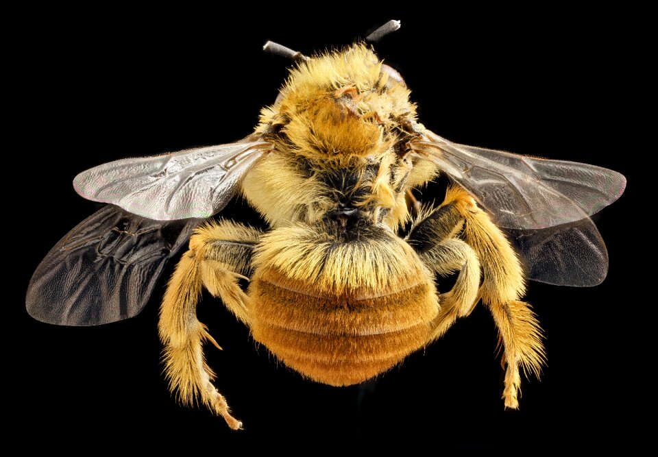 Wildlife wings antennae