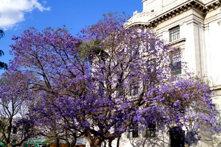 Jacaranda