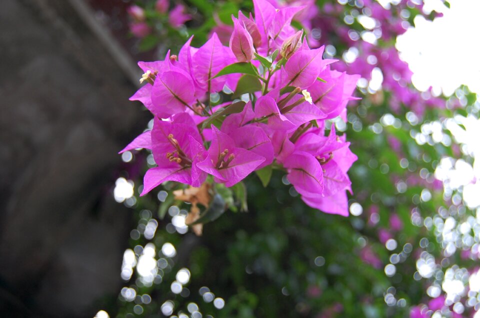 Flower nature plant
