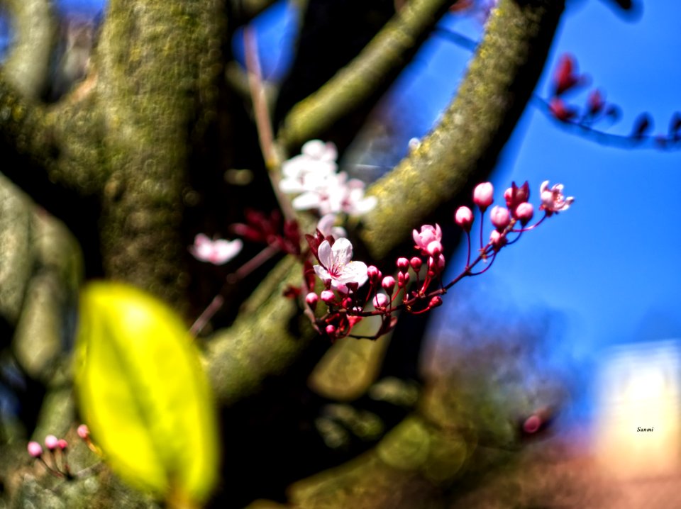 Helios 44-2 14-III-2019