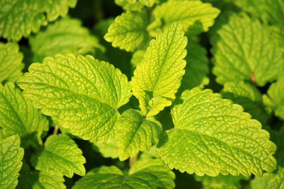Culinary herbs food plant