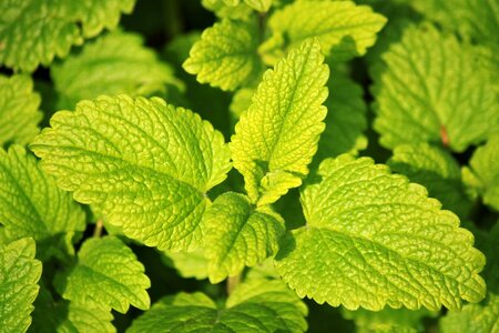 Culinary herbs food plant