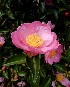 Nature blossom garden photo