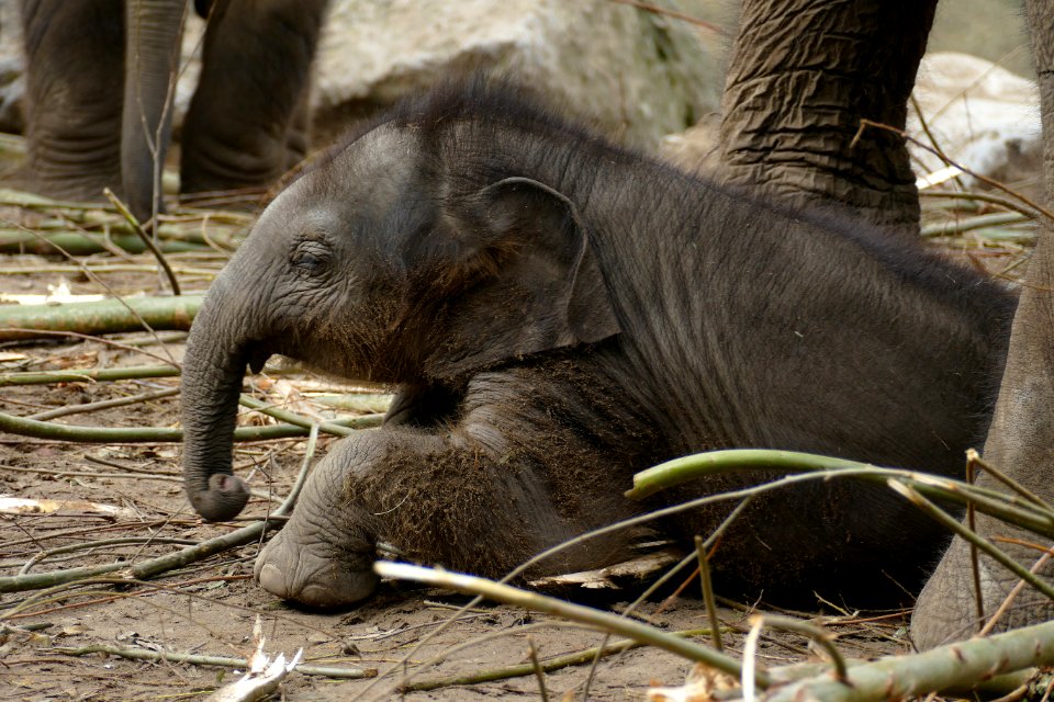 Kleine olifandje  Dierenrijk Amersfoort