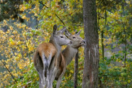 Edelhert Beekse bergen photo