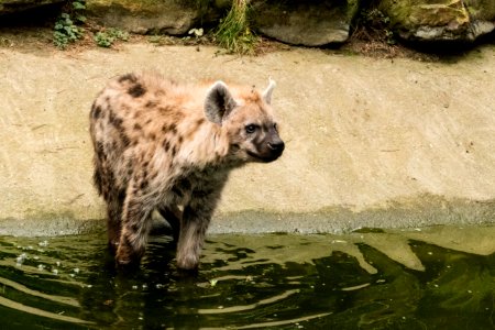 Gevelkte Hyena P1750347