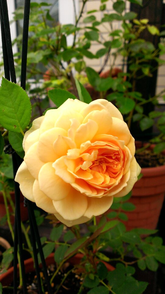 Pot garden flower