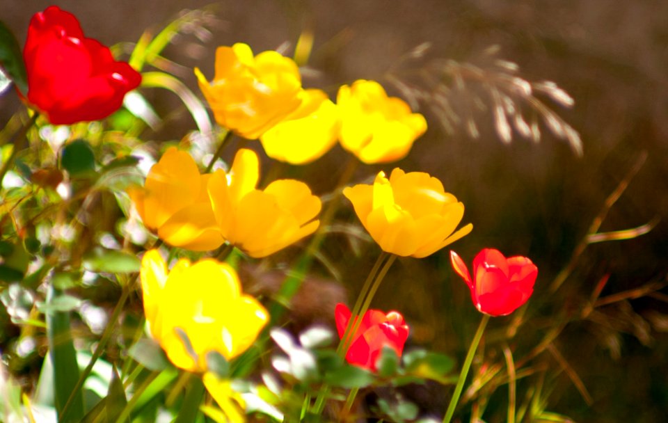 tulipes mélange