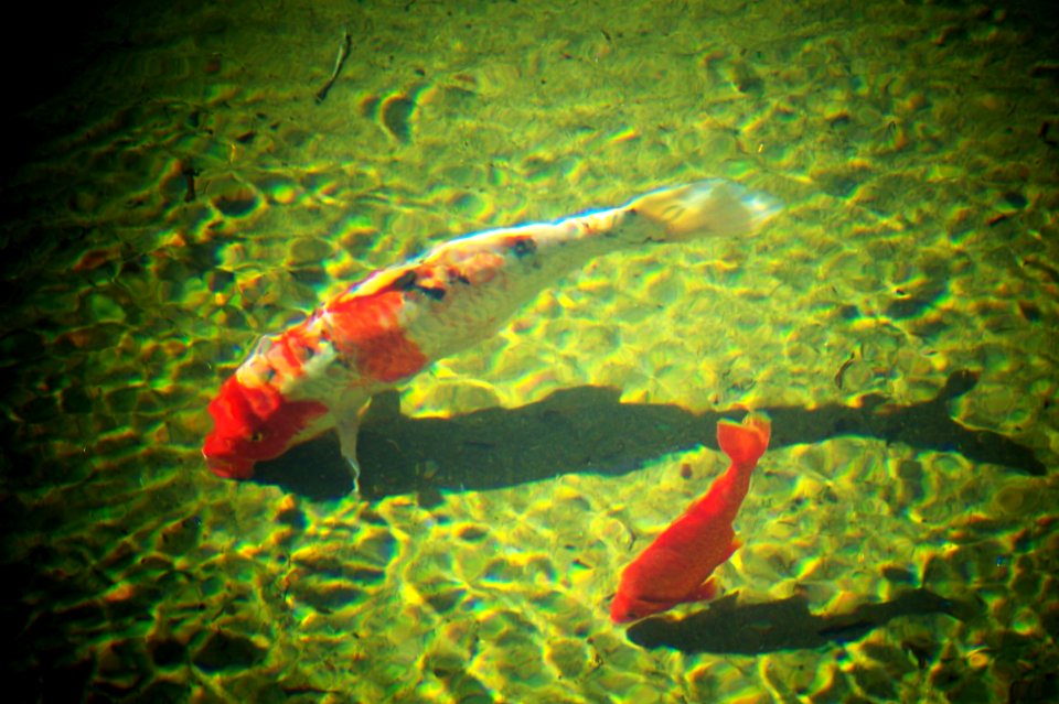 Fish in Balboa Park Spotlight