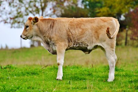 Ruminant dairy cattle pasture