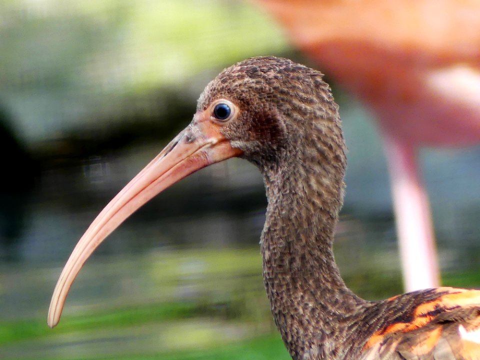 Jonge Ibes Pairi Daiza
