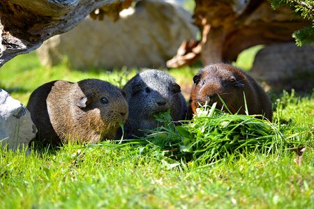 Wild life grass meadow
