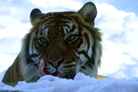 tijger in de sneeuw