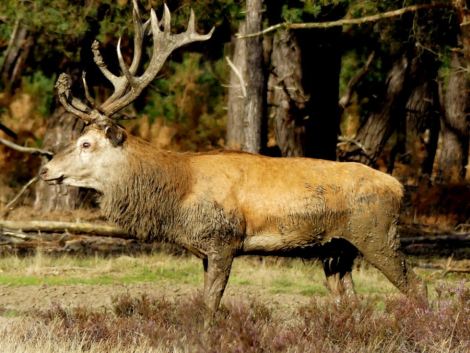 grote geweidrager op de Veluwe